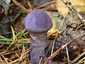 Sötétlila pókhálósgomba (Cortinarius violaceus), Őrség